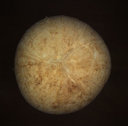 Classification of coconuts